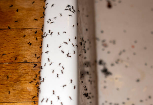 Best Pest Prevention Services  in South Bend, IN